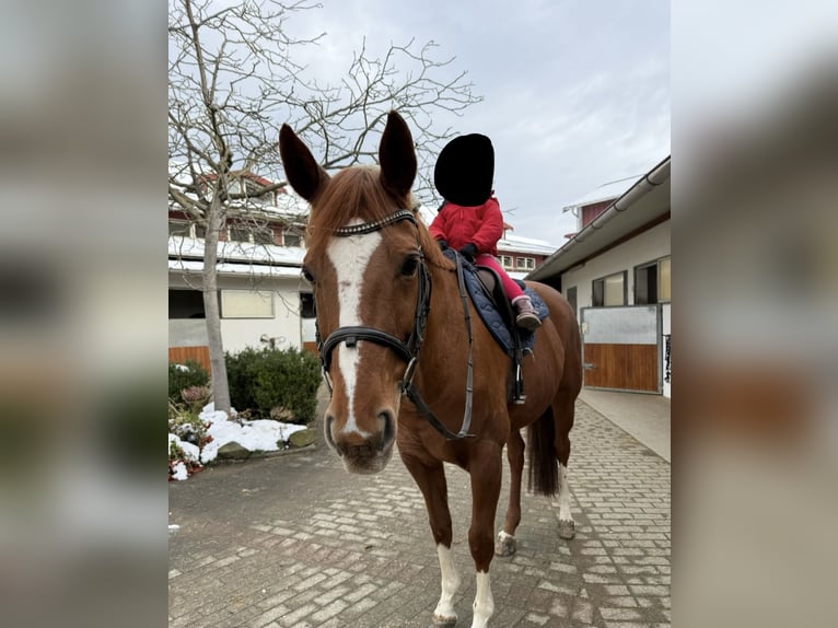 Hannoveraner Stute 16 Jahre 160 cm Dunkelfuchs in FriedrichshafenFriedrichshafen