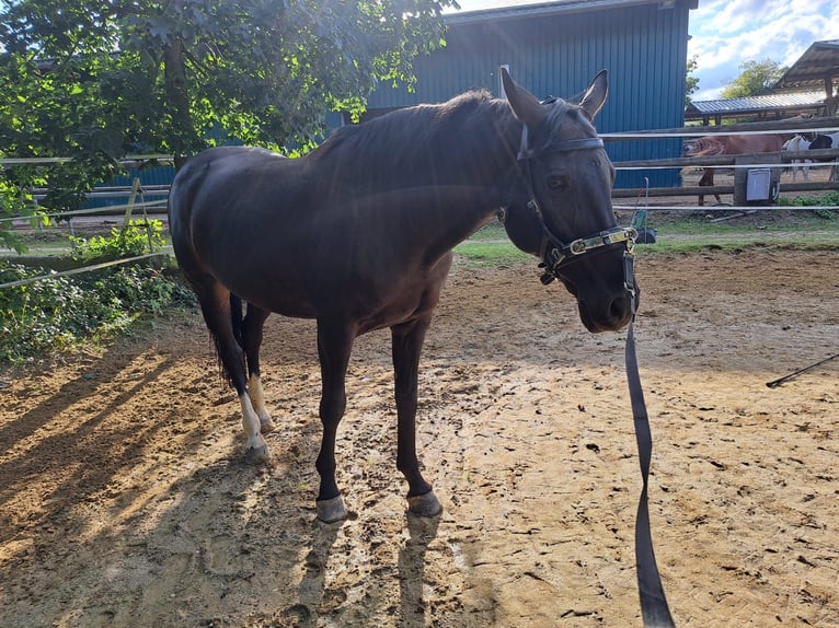 Hannoveraner Stute 16 Jahre 160 cm Schwarzbrauner in Nandlstadt
