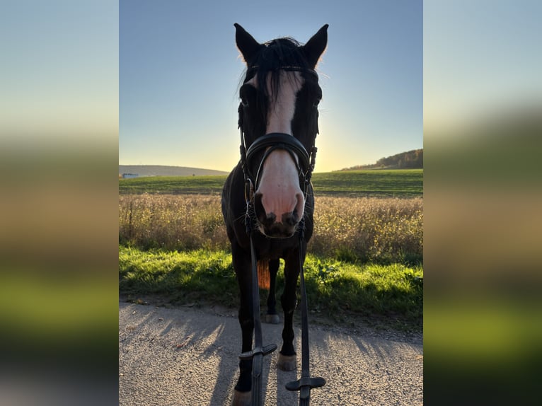 Hannoveraner Stute 16 Jahre 163 cm  in Neubrunn
