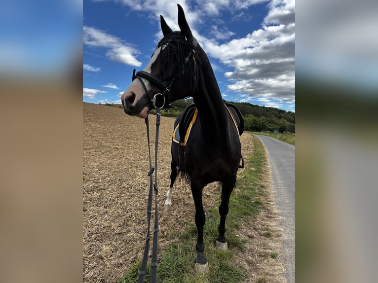 Hannoveraner Stute 16 Jahre 163 cm  in Neubrunn