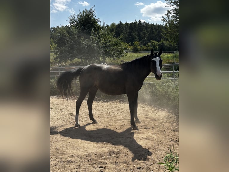 Hannoveraner Stute 16 Jahre 163 cm  in Neubrunn