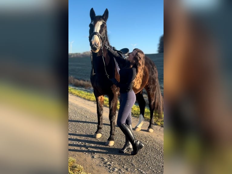 Hannoveraner Stute 16 Jahre 163 cm  in Neubrunn