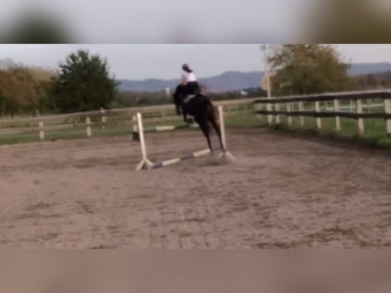 Hannoveraner Stute 16 Jahre 164 cm Brauner in Lampertheim