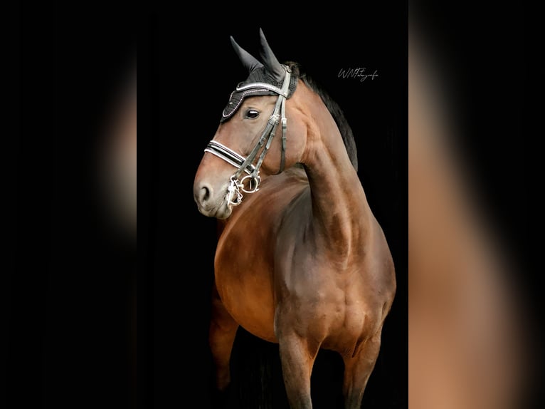 Hannoveraner Stute 16 Jahre 164 cm Brauner in Lampertheim