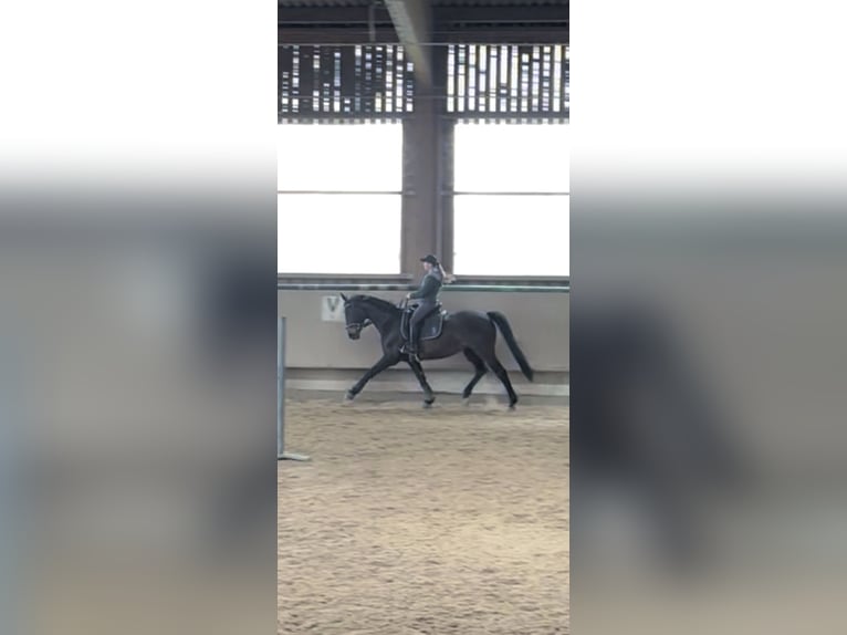 Hannoveraner Stute 16 Jahre 164 cm Brauner in Lampertheim