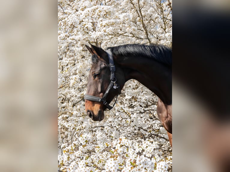 Hannoveraner Stute 16 Jahre 164 cm Brauner in Lampertheim