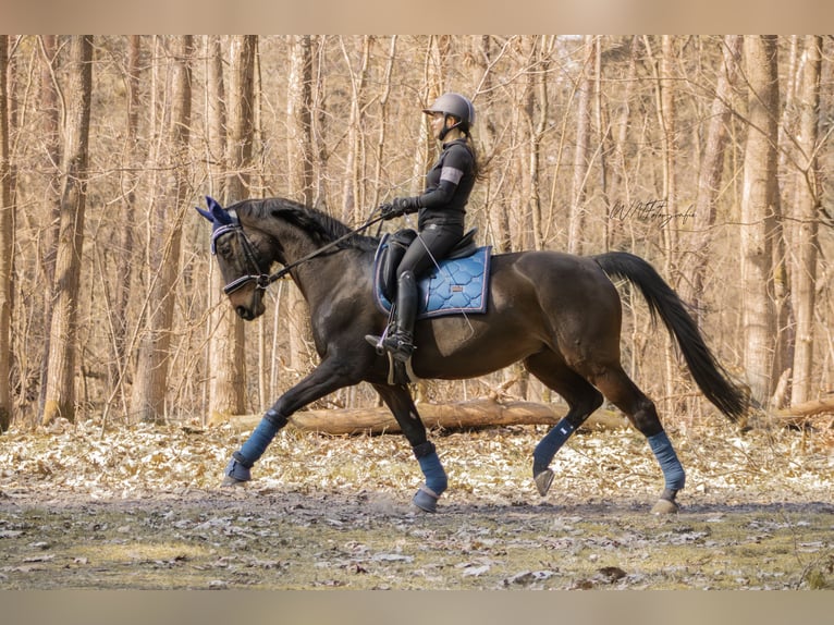 Hannoveraner Stute 16 Jahre 164 cm Brauner in Lampertheim