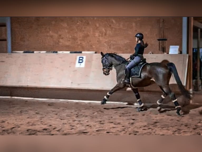 Hannoveraner Stute 16 Jahre 164 cm Brauner in Mannheim