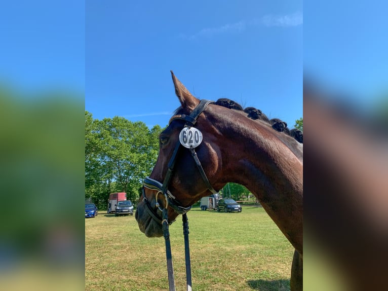 Hannoveraner Stute 16 Jahre 164 cm Brauner in Mannheim