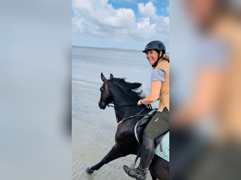 Hannoveraner Stute 16 Jahre 164 cm Dunkelbrauner in Tiste