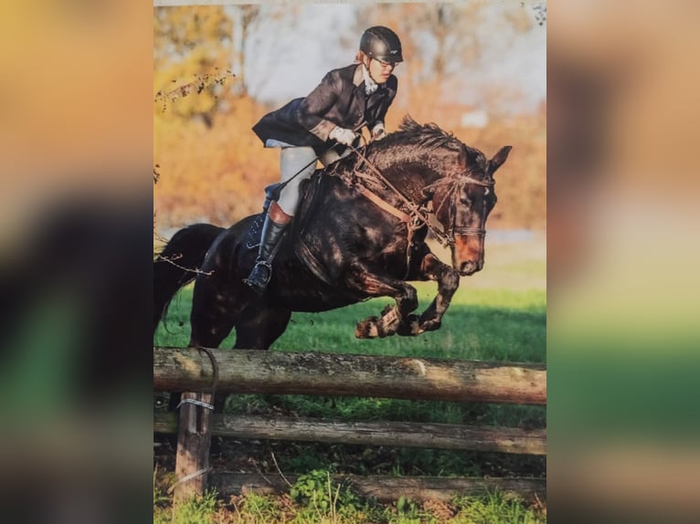 Hannoveraner Stute 16 Jahre 164 cm Dunkelbrauner in Tiste