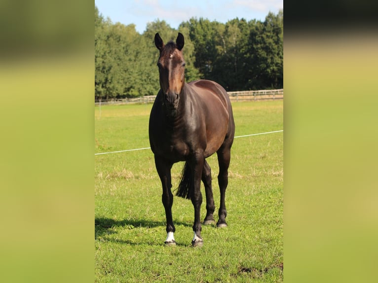 Hannoveraner Stute 16 Jahre 164 cm Dunkelbrauner in Tiste