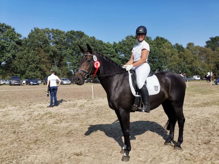 Hannoveraner Stute 16 Jahre 164 cm Dunkelbrauner in Tiste
