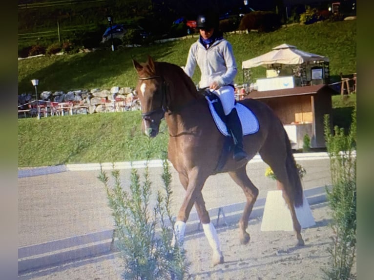 Hannoveraner Stute 16 Jahre 164 cm Dunkelfuchs in St. Stefan im Rosental