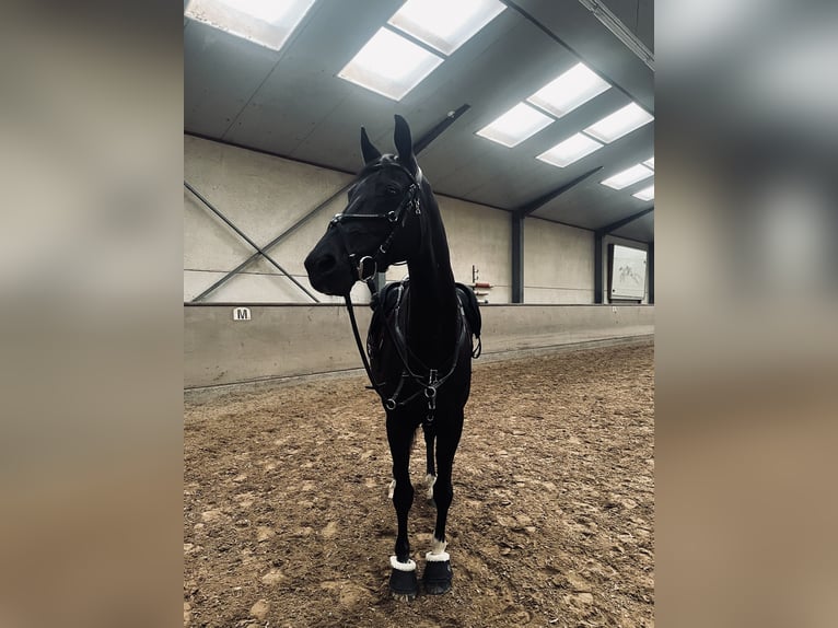 Hannoveraner Stute 16 Jahre 164 cm Rappe in Baunatal