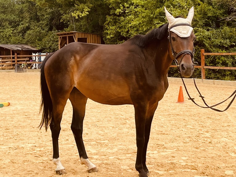 Hannoveraner Stute 16 Jahre 165 cm Brauner in Ursensollen