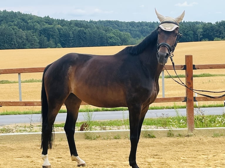 Hannoveraner Stute 16 Jahre 165 cm Brauner in Ursensollen