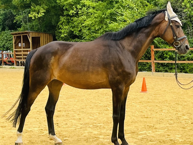 Hannoveraner Stute 16 Jahre 165 cm Brauner in Ursensollen
