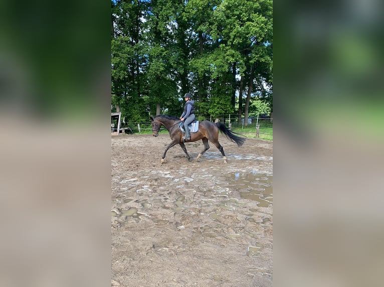Hannoveraner Stute 16 Jahre 165 cm Brauner in Bremerv&#xF6;rde