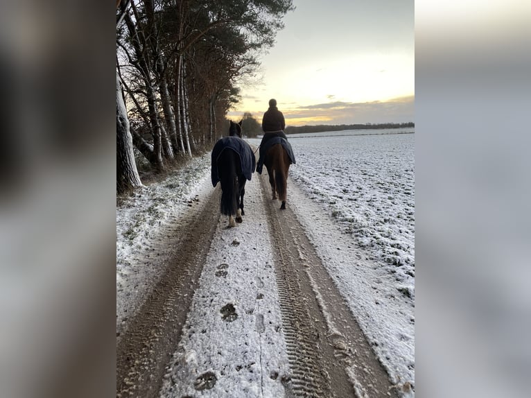 Hannoveraner Stute 16 Jahre 165 cm Brauner in Bremerv&#xF6;rde