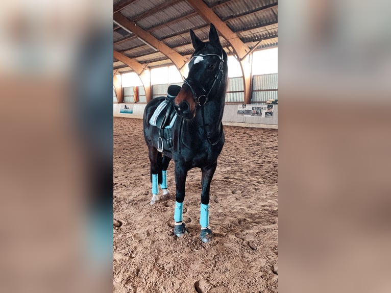 Hannoveraner Stute 16 Jahre 165 cm Brauner in Bremerv&#xF6;rde