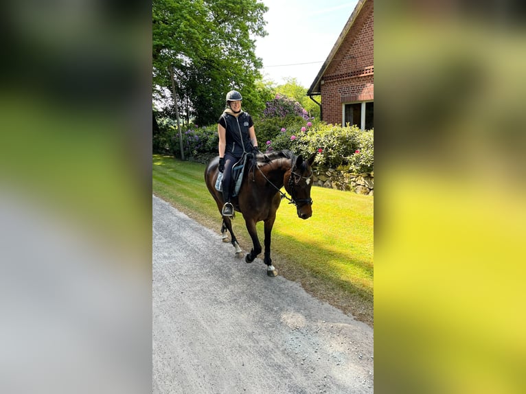 Hannoveraner Stute 16 Jahre 165 cm Brauner in Bremerv&#xF6;rde