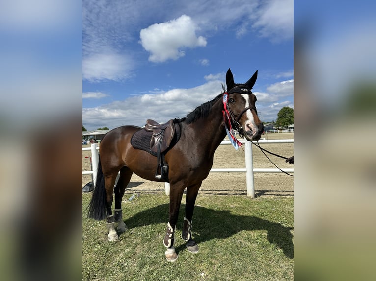 Hannoveraner Stute 16 Jahre 165 cm Dunkelbrauner in Mistelbach