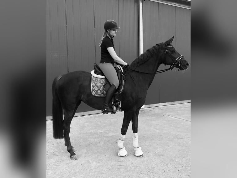 Hannoveraner Stute 16 Jahre 165 cm Dunkelfuchs in Emmerthal