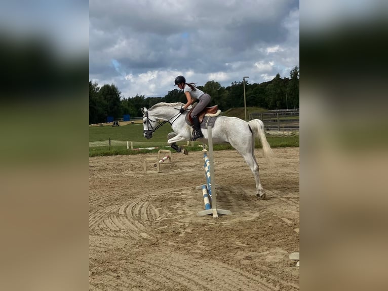 Hannoveraner Stute 16 Jahre 165 cm Fliegenschimmel in Vorsfelde