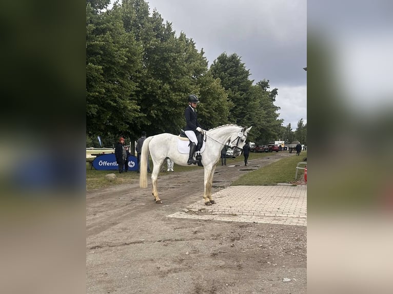 Hannoveraner Stute 16 Jahre 165 cm Fliegenschimmel in Vorsfelde