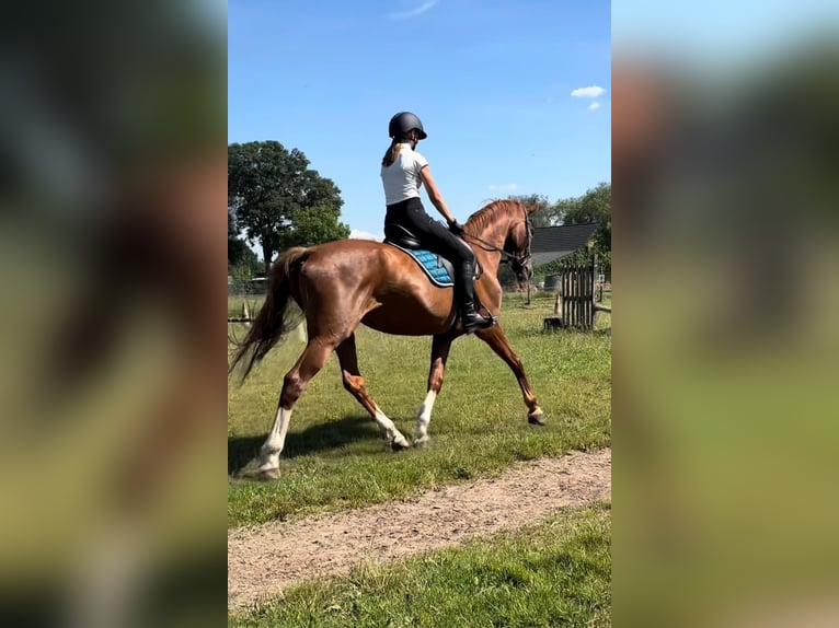 Hannoveraner Stute 16 Jahre 165 cm Fuchs in Tauche