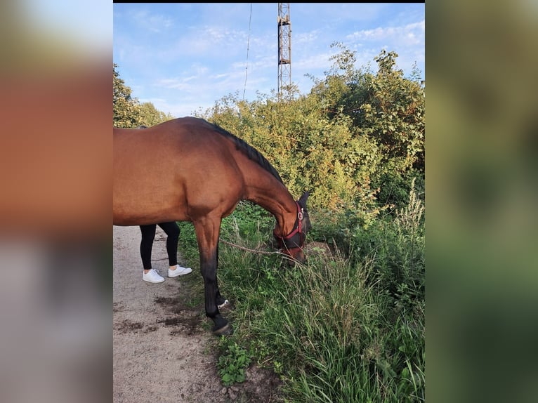 Hannoveraner Stute 16 Jahre 165 cm Fuchs in Hohn