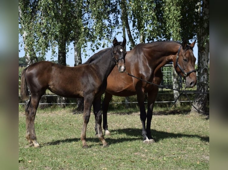 Hannoveraner Stute 16 Jahre 166 cm Brauner in Heiligengrabe