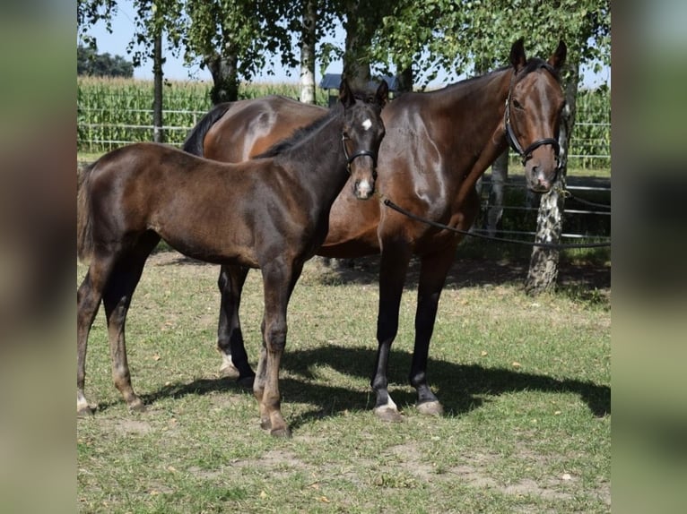 Hannoveraner Stute 16 Jahre 166 cm Brauner in Heiligengrabe