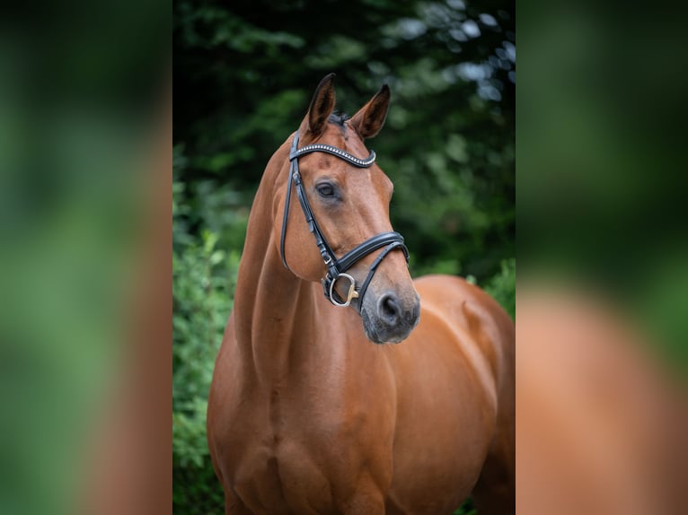 Hannoveraner Stute 16 Jahre 166 cm Brauner in Merzen