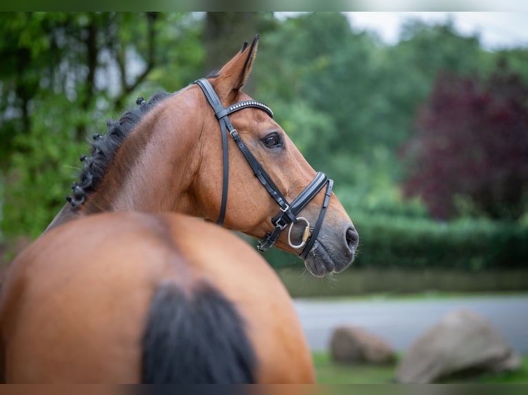 Hannoveraner Stute 16 Jahre 166 cm Brauner in Merzen
