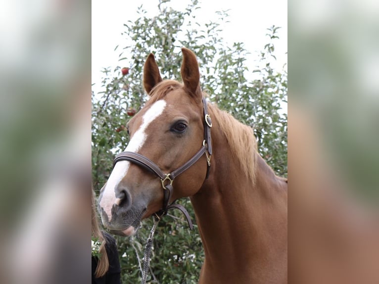 Hannoveraner Stute 16 Jahre 166 cm Fuchs in Bad Rappenau