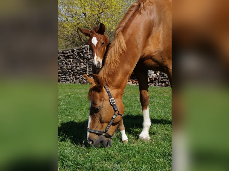 Hannoveraner Stute 16 Jahre 166 cm Fuchs in Bad Rappenau