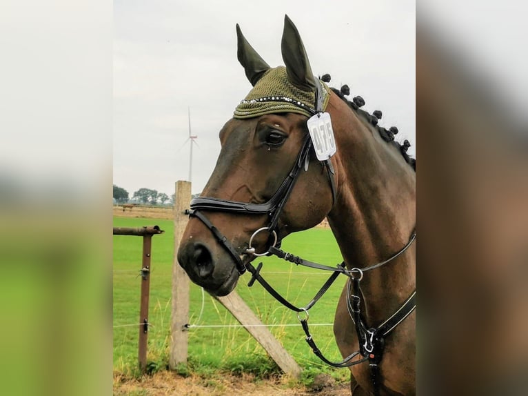 Hannoveraner Stute 16 Jahre 167 cm Brauner in Wasbüttel