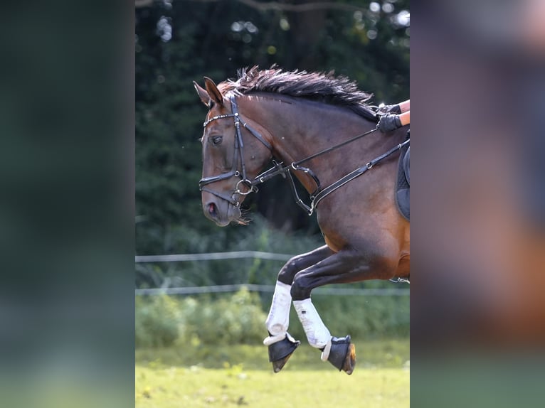 Hannoveraner Stute 16 Jahre 167 cm Brauner in Wasbüttel