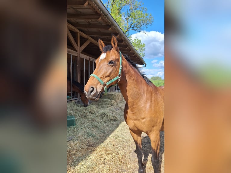 Hannoveraner Stute 16 Jahre 168 cm Brauner in Gorleben Meetschow