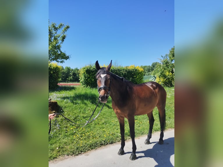 Hannoveraner Stute 16 Jahre 168 cm Dunkelbrauner in Wuppertal