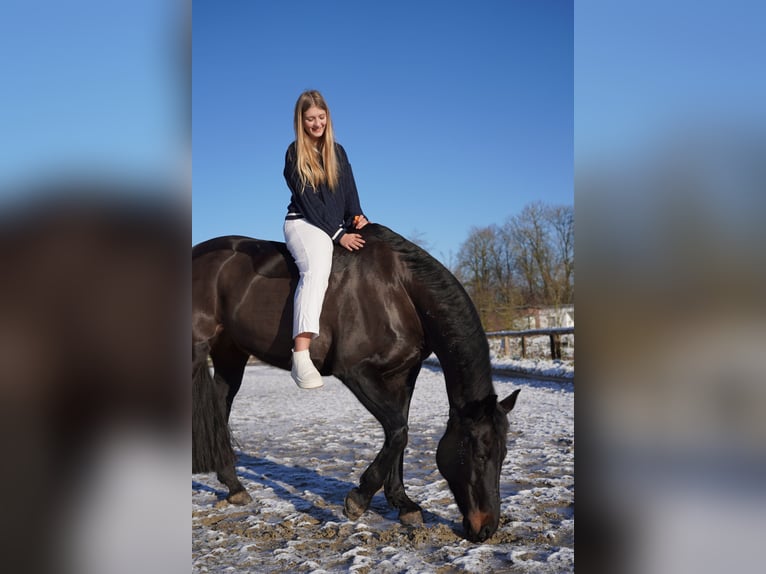 Hannoveraner Stute 16 Jahre 168 cm Schwarzbrauner in Loxstedt