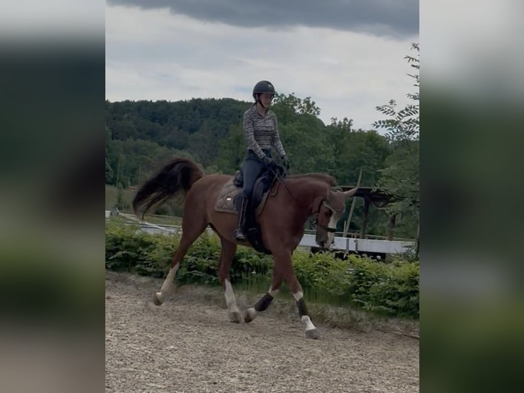 Hannoveraner Stute 16 Jahre 169 cm Schimmel in Stockach