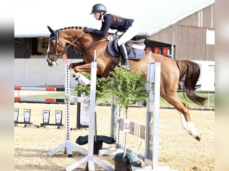 Hannoveraner Stute 16 Jahre 169 cm Schimmel in Stockach