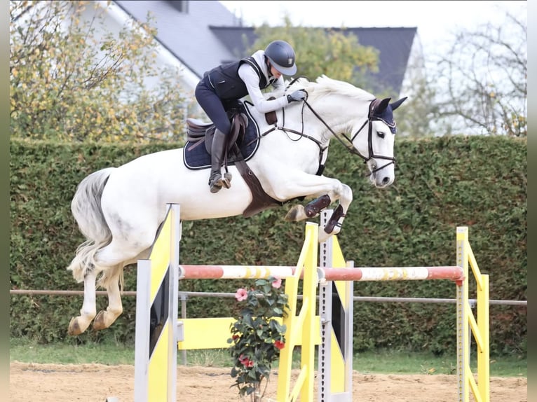 Hannoveraner Stute 16 Jahre 169 cm Schimmel in Stockach