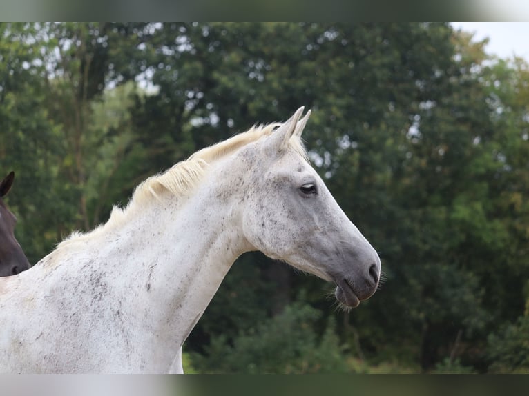 Hannoveraner Stute 16 Jahre 169 cm Schimmel in Ahrensbök
