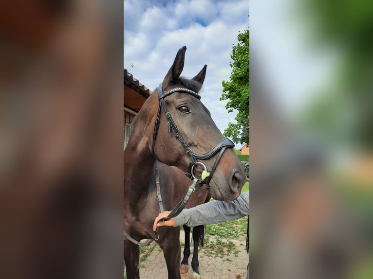 Hannoveraner Stute 16 Jahre 170 cm Dunkelbrauner in Wendeburg