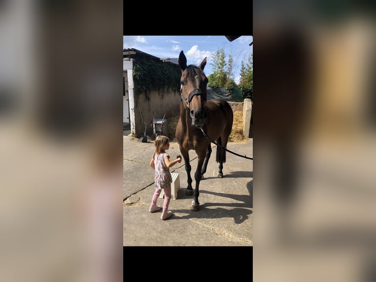 Hannoveraner Stute 16 Jahre 170 cm Dunkelbrauner in M&#xFC;nzenberg
