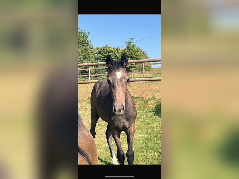 Hannoveraner Stute 16 Jahre 170 cm Dunkelbrauner in M&#xFC;nzenberg